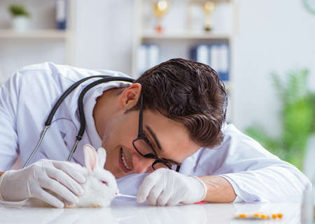 The vet doctor examining rabbit in pet hospitalの写真素材