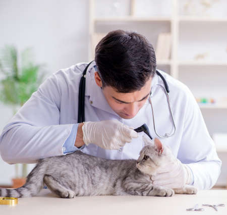 The vet examining sick cat in hospital