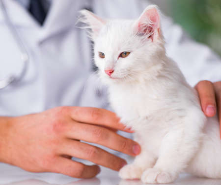 The white kitten visiting vet for check upの写真素材