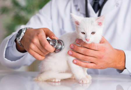 The white kitten visiting vet for check upの写真素材