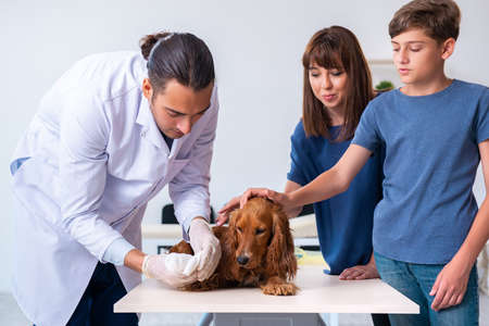Vet doctor examining golden retriever dog in clinicの写真素材