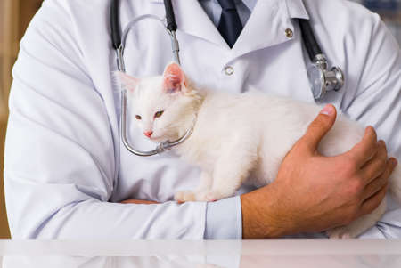 The white kitten visiting vet for check upの写真素材