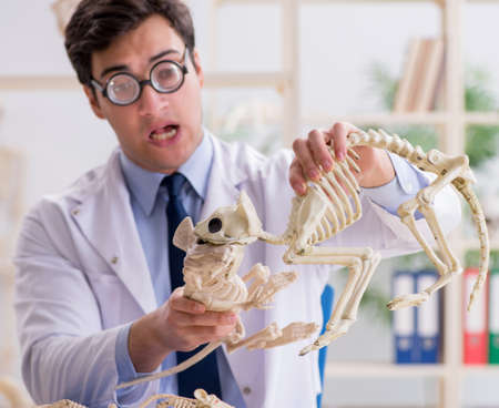 Funny crazy professor studying animal skeletonsの写真素材