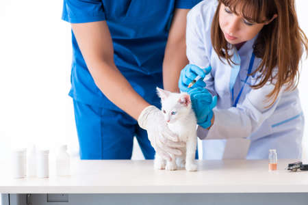 Two young vet doctors examining sick catの写真素材