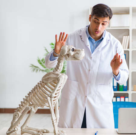 Doctor vet practicing on dog skeletonの写真素材