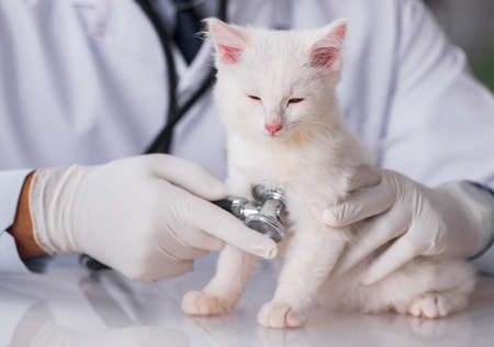 White kitten visiting vet for check upの写真素材
