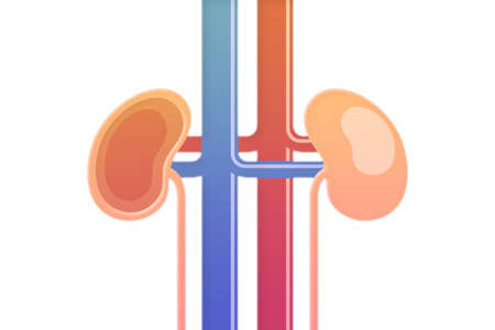 Human kidney illustration in medical conceptの写真素材
