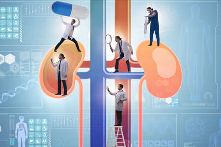 Doctors examining kidneys in the medical concept