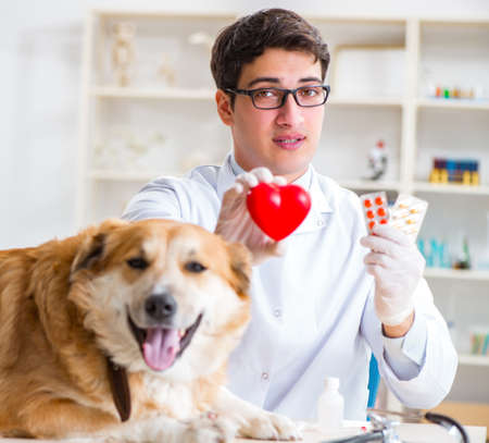 Doctor examining golden retriever dog in vet clinicの写真素材