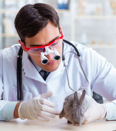 The vet doctor checking up rabbit in his clinicの写真素材
