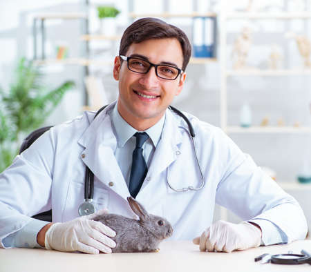 Vet doctor checking up rabbit in his clinic