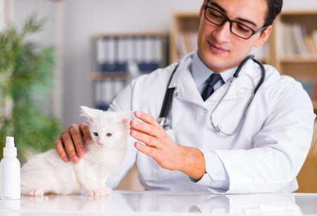 White kitten visiting vet for check upの写真素材