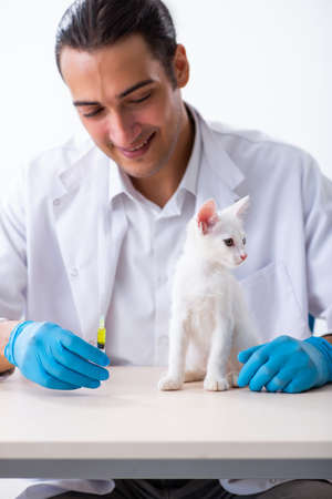 Young male doctor examining sick catの写真素材