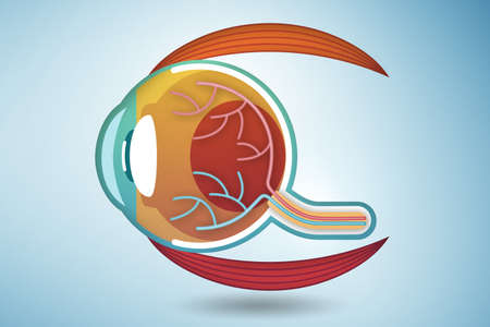 Eye illustration in medical - 3d renderingの写真素材