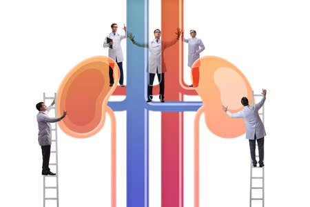 The doctors examining kidneys in medical conceptの写真素材