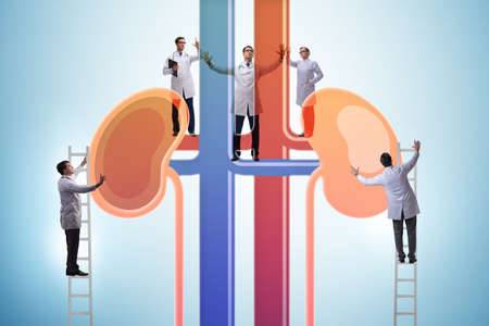 Doctors examining kidneys in the medical concept