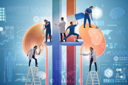 Doctors examining kidneys in the medical concept