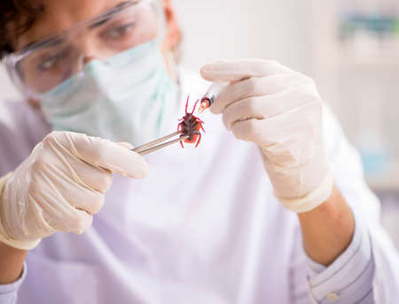 Male entomologist working in the lab on new speciesの写真素材