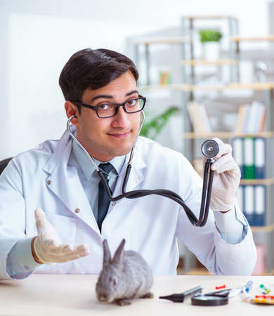 Vet doctor checking up rabbit in his clinicの写真素材