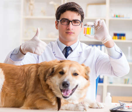 Doctor examining golden retriever dog in vet clinicの写真素材