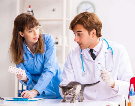 Doctor and assistant in vet clinic checking up kitten