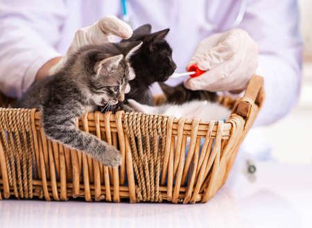 The doctor and assistant in vet clinic checking up kittenの写真素材