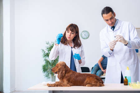 Vet doctor examining golden retriever dog in clinicの写真素材