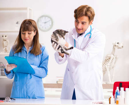 Doctor and assistant in vet clinic checking up kittenの写真素材