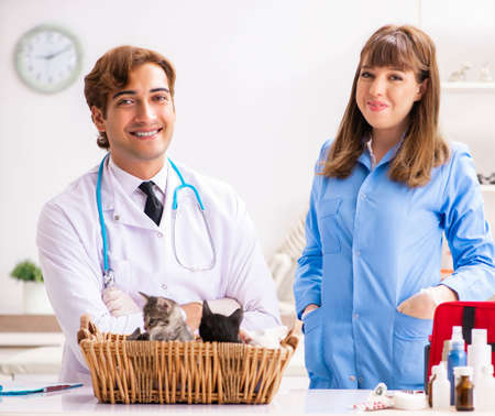 Doctor and assistant in vet clinic checking up kitten