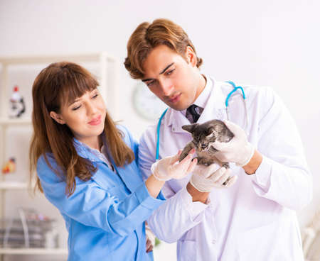 Doctor and assistant in vet clinic checking up kittenの写真素材