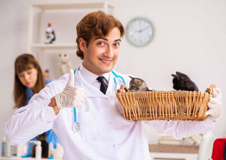 Doctor and assistant in vet clinic checking up kittenの写真素材