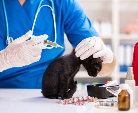 The vet doctor examining kittens in animal hospitalの写真素材
