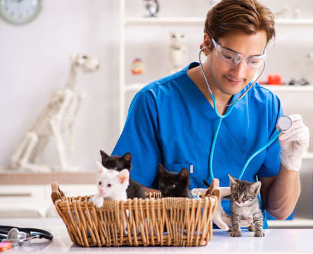 Vet doctor examining kittens in animal hospitalの写真素材