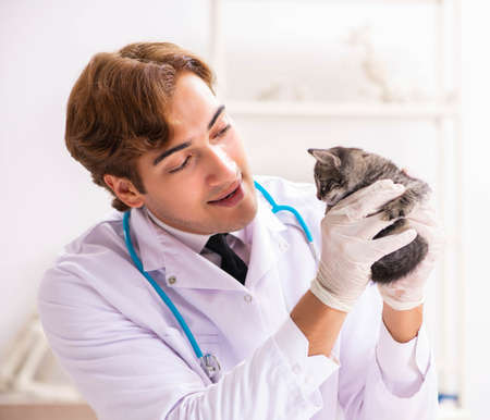 Doctor and assistant in vet clinic checking up kittenの写真素材