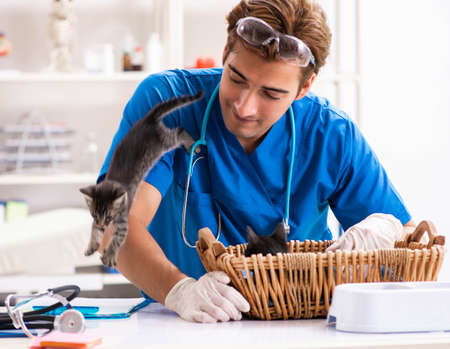 Vet doctor examining kittens in animal hospital