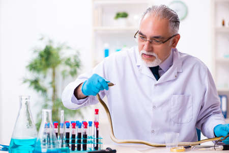 Old chemist holding snake at the science laboratoryの写真素材