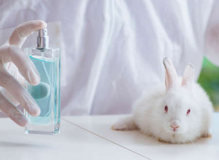 White rabbit in scientific lab experimentの写真素材