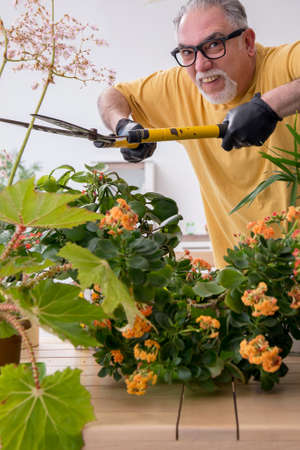 Old male gardener with plants indoorsの写真素材