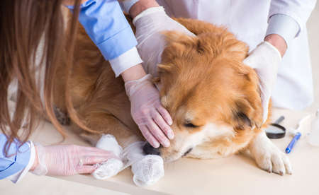 Doctor and assistant checking up golden retriever dog in vet cliの写真素材