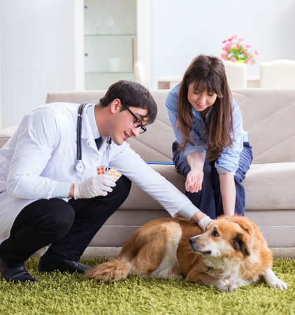 Vet doctor visiting golden retriever dog at homeの写真素材
