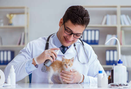 Cat visiting vet for regular checkupの写真素材