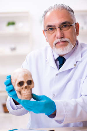 Old senior anthropologist working in the labの写真素材