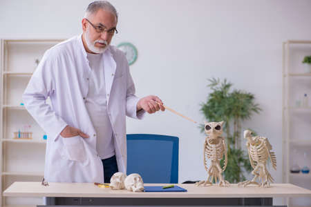 Old male paleontologist examining birds at labの写真素材