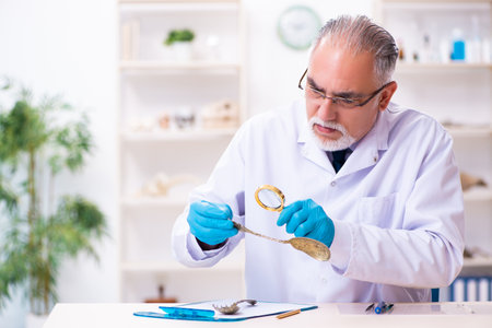 Old senior archaeologist working in the labの写真素材
