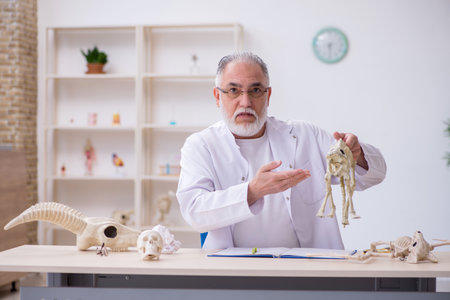 Old male paleontologist examining ancient animals at labの写真素材