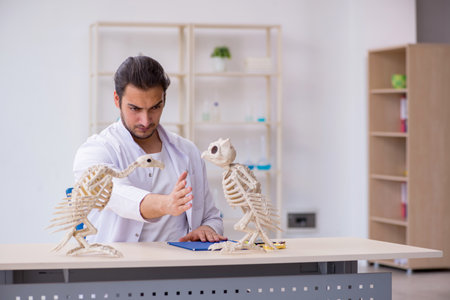 Young male zoologist demonstrating skeletons of eagle and owlの写真素材