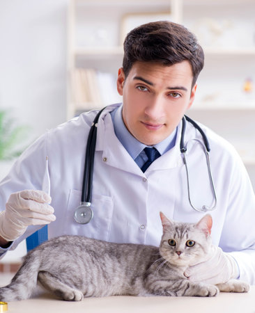 Vet examining sick cat in hospitalの写真素材