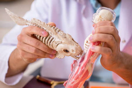 Young male zoologist examining fish skeletonの写真素材