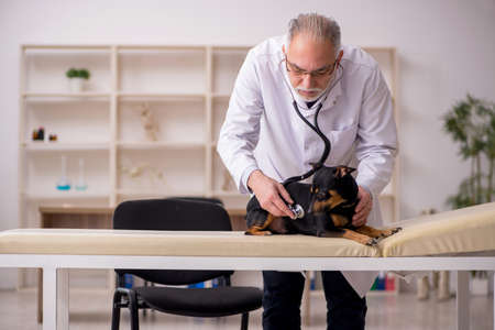 Old male vet doctor examining dog in the clinicの写真素材