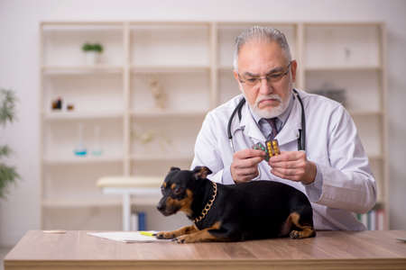 Old male vet doctor examining dog in the clinicの写真素材